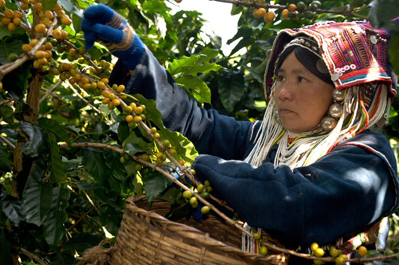 Akha hill-tribe picking coffee