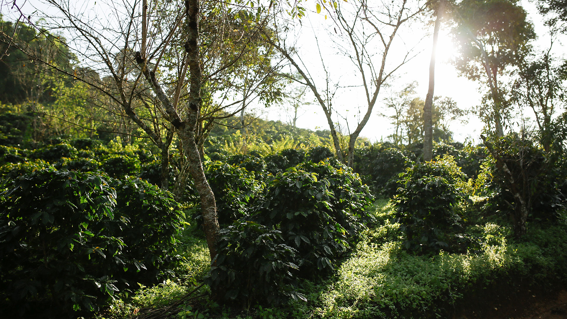 Coffee Plants